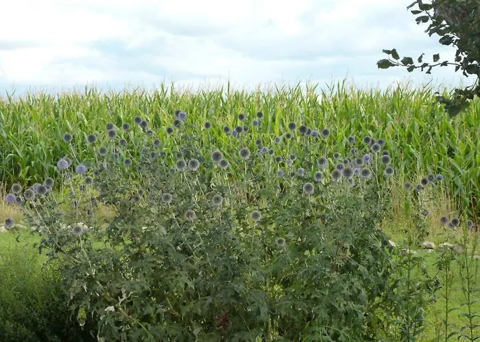Vakantiehuis Schlei-rose *